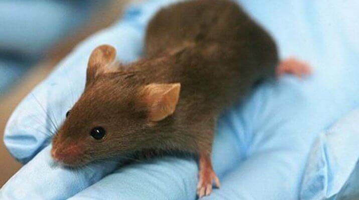 Científicos logran regenerar por completo un corazón tras un grave infarto