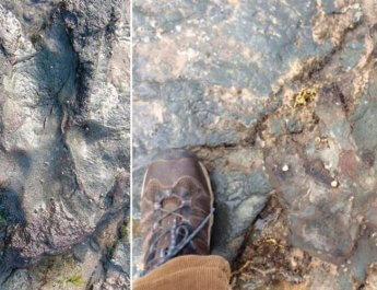 Unos vándalos destruyen a martillazos una huella de dinosaurio de 115 millones de años