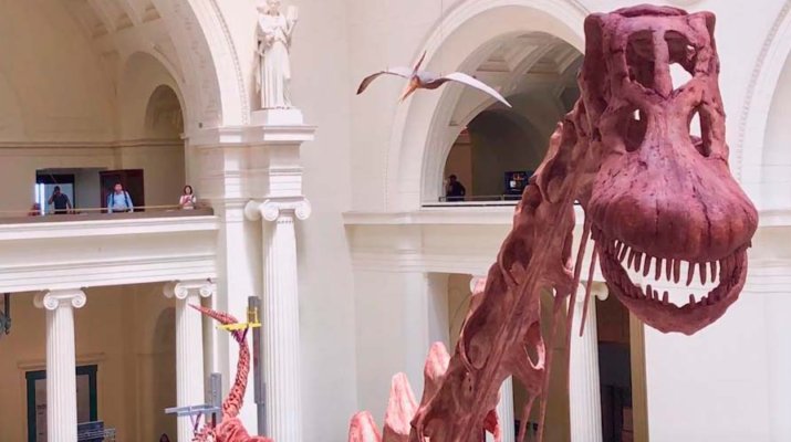 El dinosaurio más grande que se ha descubierto llega al Field Museum