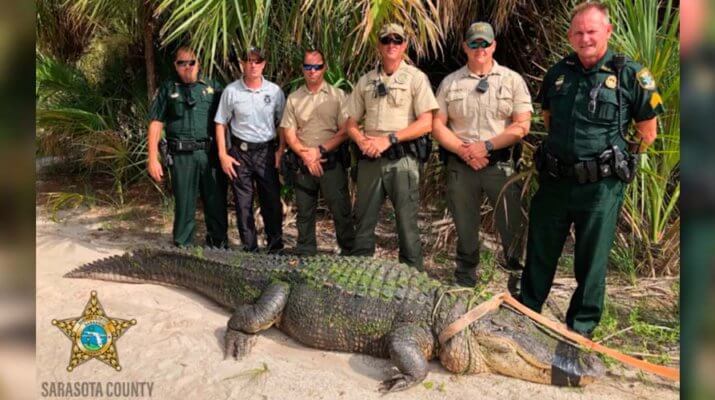 Capturan un caimán de cuatro metros, el más grande en 20 años