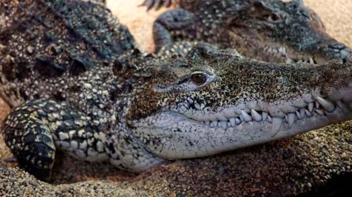 Un cocodrilo de Fidel Castro mordió a un hombre en un acuario en Suecia