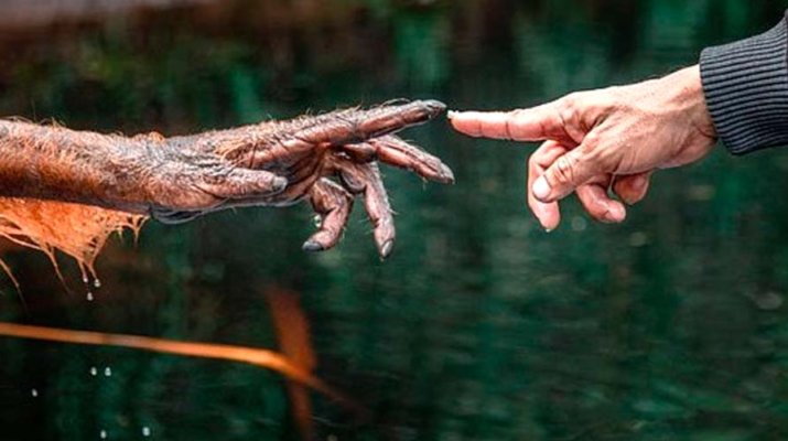 Un orangután recrea una de las famosas pinturas de Miguel Ángel